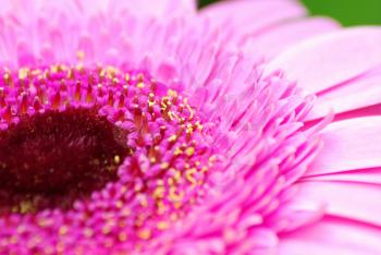 Closeup shoot of blow of pink gerbera.