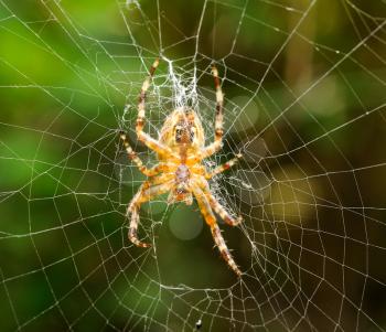 Macro shot of small spider.