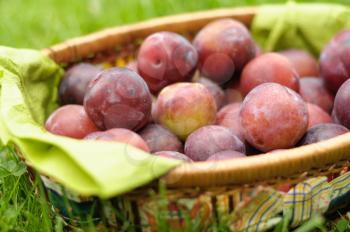 Greengage plums in trug after picking.