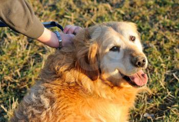 The look of gold retriever which is leash to the collar.