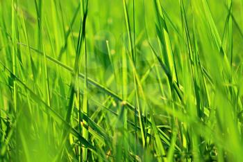 Closeup image of spring green grass.
