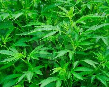 Closeup shot of the green Cannabis plant.