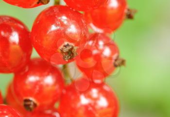 Macro shot of fresh red currant bunch.