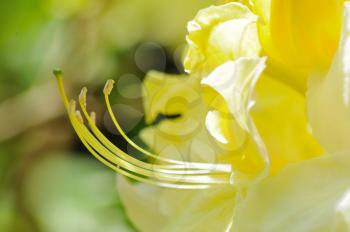 Close-up shoot of blow of yellow azalea.