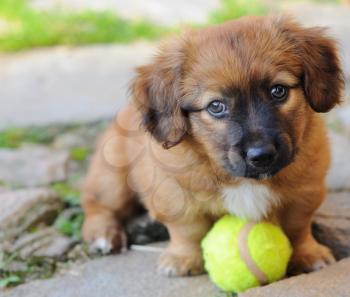 Small brown puppy, old only few weeks is playing with ball.