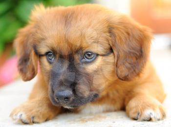 Portrait of small brown puppy, old only few weeks.