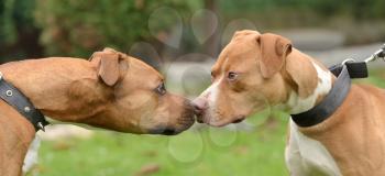 Two Pit bulls terriers watching each other head to head.