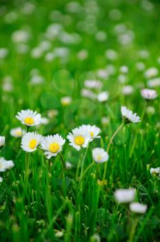 Closeup image of white daisy in spring green grass.