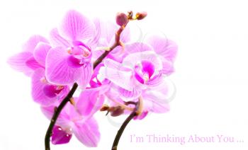 Pink orchid with small sample text on the white background.