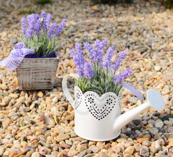 Lavender decoration in the old metal can and in the pot.