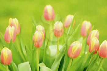 Closeup of the bunch of tulips with green background.