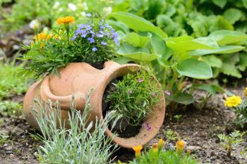 Ceramic jug at the garden bed with orange and purple flowers.