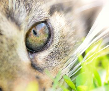 Closeup shot of young cat's eye.