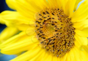 Macro shot of  yellow Sunflower (Helianthus) blossom. 