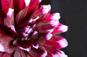 Low key shot with dark purple Dahlia flower on a black background.