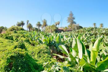 Wide angle shot of the banana plantation.