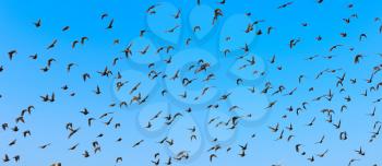 Big flock of flying birds with blue sky.