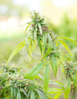 Closeup shot of the green Cannabis plant.