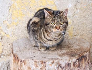 Brown cat is sitting on the log.