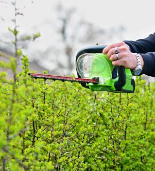 Trimming a Hedge with Electric Hedge Trimmer.