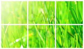 Abstract collage with fresh green spring grass.A collection with fresh grass. 