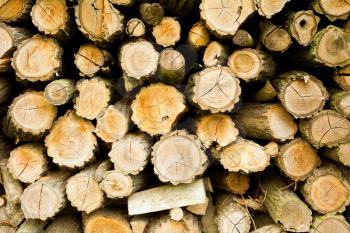 Pile of log wood background. Log wood texture.