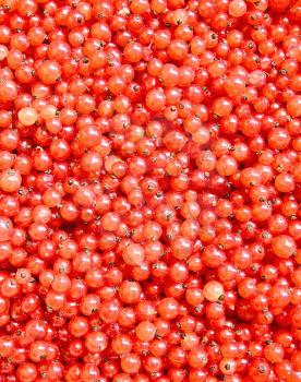 Ripe red currants background.