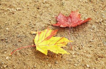 Top view of the two autumn yellow and red leaves on the sandy ground.