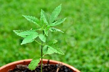 The growing Cannabis plant in a flower pot with a green grassy background.