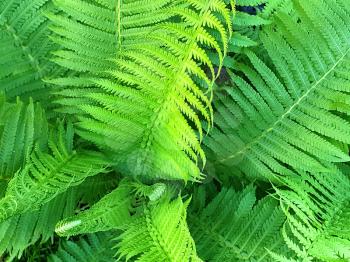 Full frame background with green fern growth leaves.