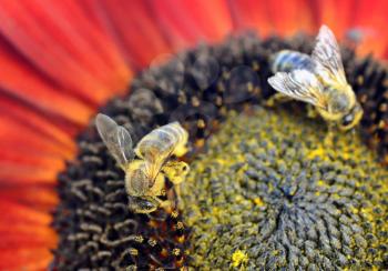 Closeup of pollinating honey bee (Apis mellifera) on sunflower.