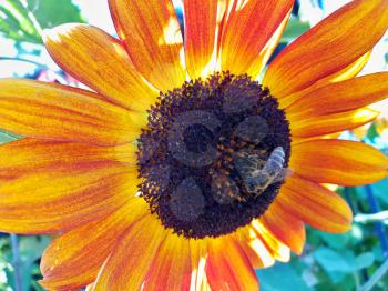 Closeup of sunflower flower head with honey bee.