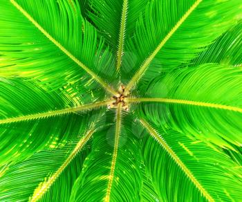 Full frame abstract background with green cycads leaves.