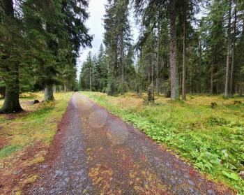 Tourist path in the forest with many trees in Sumava national park.