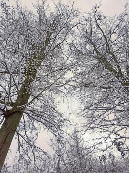 Low angle view of tree tops covered with snow during winter season.