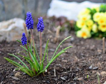 Close Up of Blue Muscari Armeniacum or Armenian Grape Hyacinth Bunch, Growing in the Garden from the Soil at Early Spring Season.