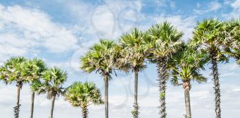 Tropical palms and cloudy sky. Summer weather