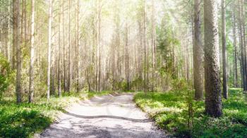 Forest road. Wild plants and trees background