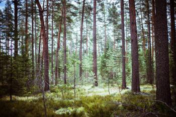 Wild forest panorama. Ecology summer beautiful background