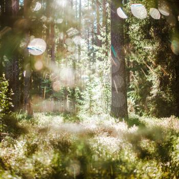 Forest bokeh blur sun light. Summer morning