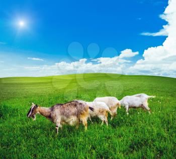 Goats pasture green grass meadow. Hills and sky background