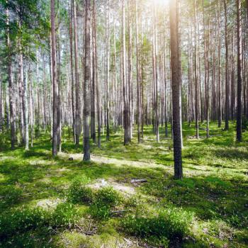 Summer forest jungle. Plants and trees background