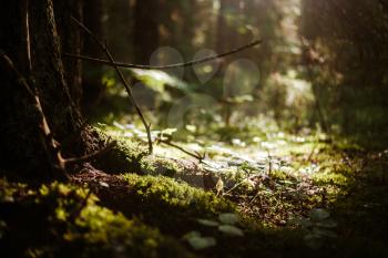 Forest blur light sun rays. Green panorama
