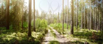 Forest road. Wild plants and trees background