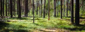 Ecology background. Clear wild forest summer panorama
