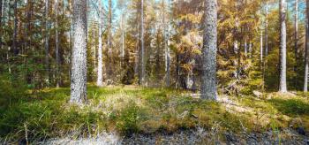 Ecology background. Clear wild forest summer panorama
