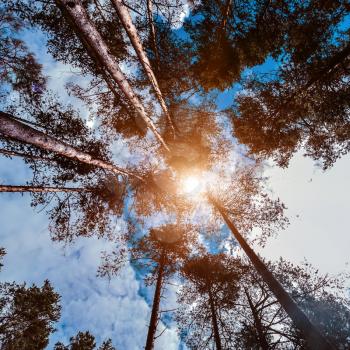 Trees in sky and sun. Forest background