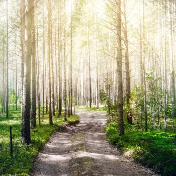 Road in summer forest. Green ecology background
