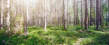 Beautiful wild forest. Summer landscape clear panorama
