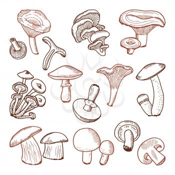 Fresh food of mushrooms. Nature vector hand drawn illustration. Organic fresh mushroom, vegetable sketch champignon
